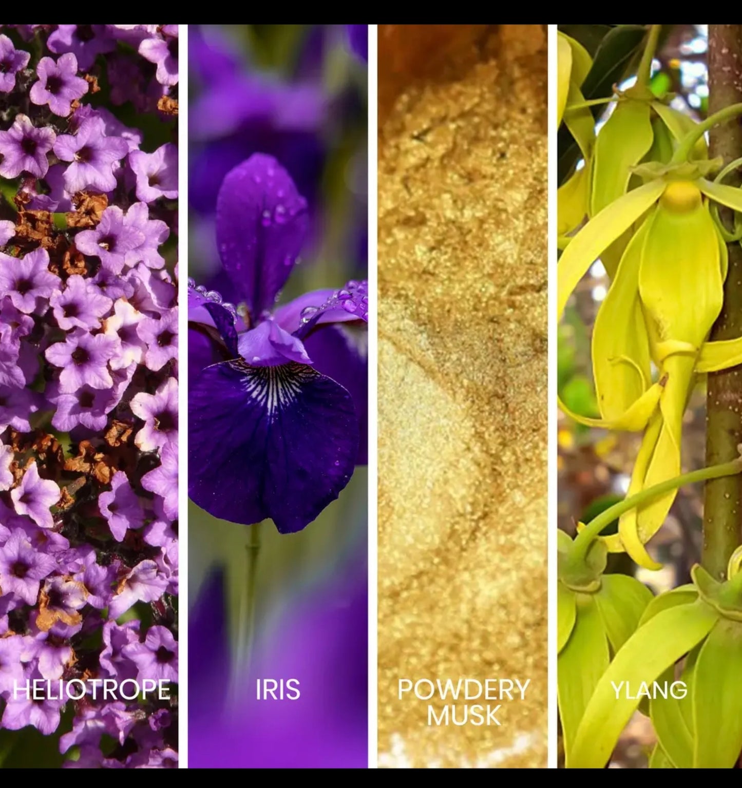 SAPIL CARESSE EAU DE PARFUM LUXURY SCENT FOR WOMEN 100ML ( 3.4, )